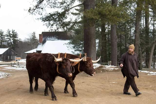 Henry Knox Noble Train of Artillery Arrives in Central Massachusetts