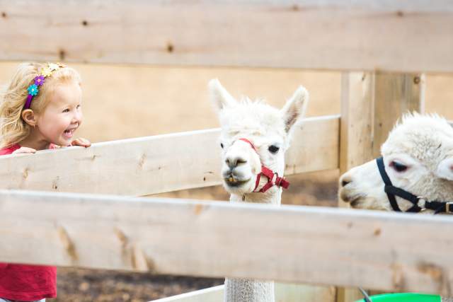 91 Things To Do With Kids