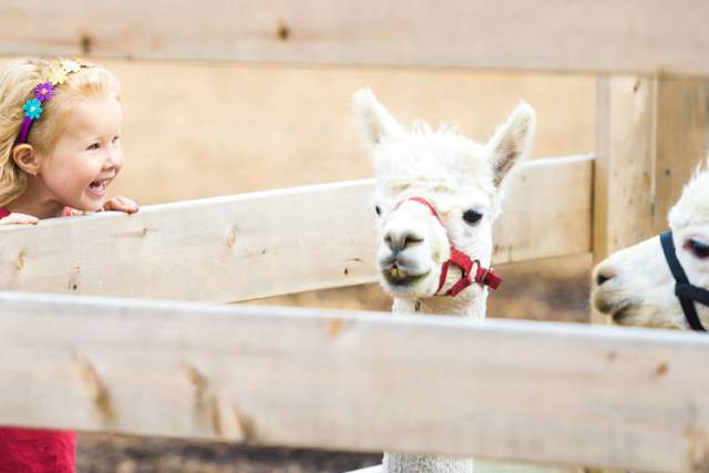 Fall Fun on the Farm