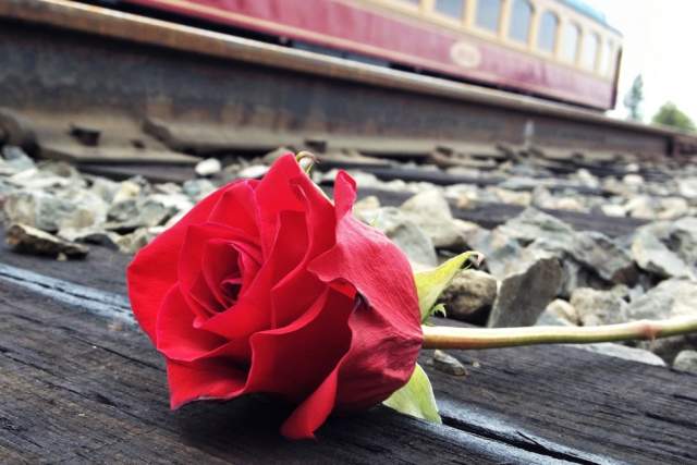 rose laid on train tracks