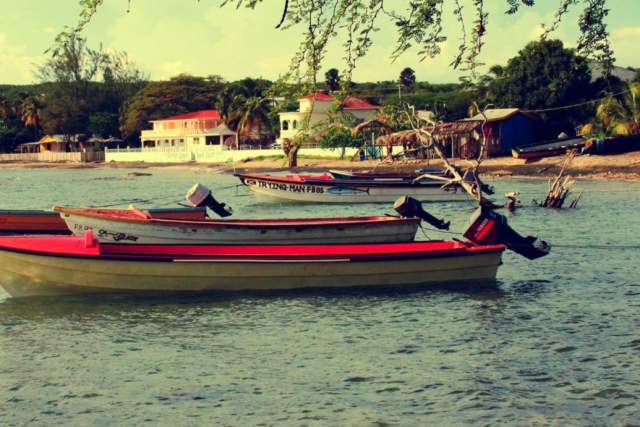 treasure-beach-jamaica-forest