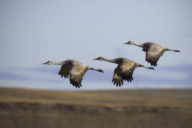 Cranes Keith Garden line KCVC