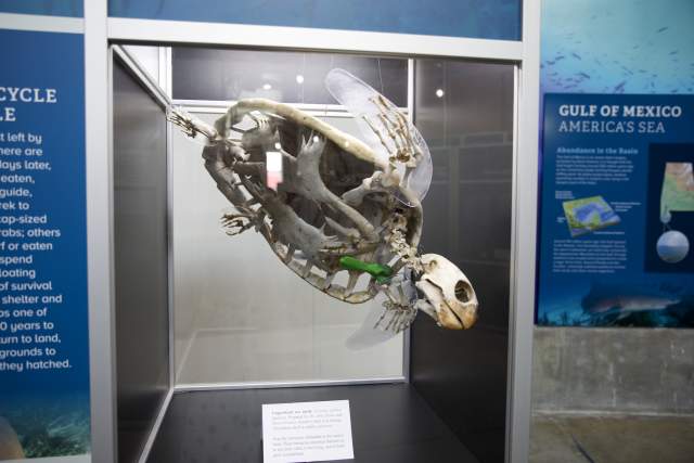 skeleton of a sea turtle on display