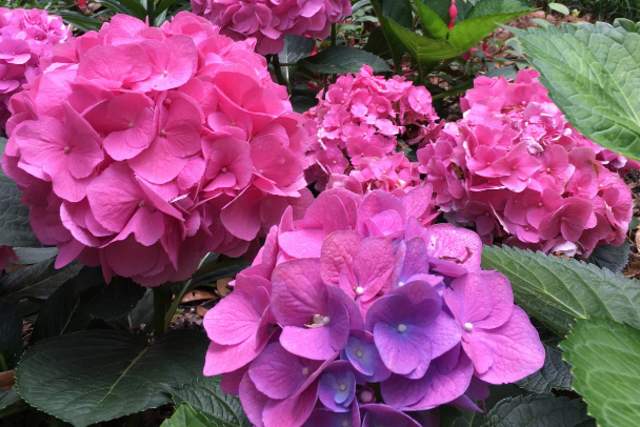 15 Enchanting Photos of Mobile in Bloom