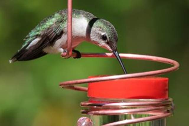 A hummingbird is feeding from a red hummingbird feeder surrounded by a green background.