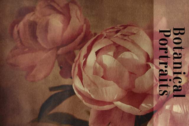 An image featuring close-up views of two blooming roses with "Botanical Portraits" text overlay on the right side.