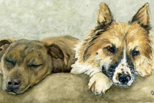 Two dogs resting peacefully. One has a short coat and is sleeping with eyes closed, while the other has a fluffy coat and is awake, gazing forward. Both are lying on a soft surface.