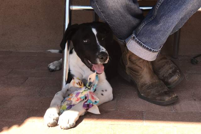 a black and white dog holding a cloth dog toy sits beneath a jean and boot clad person sitting on a chair on a brick suface