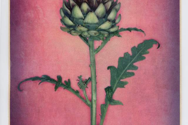 a painting of a blooming artichoke plant over a purple gradient background