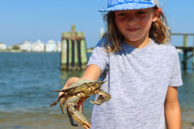 Child holding Crab