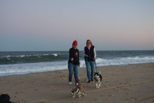 Walking dogs on the beach