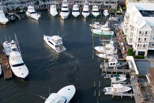 white marlin open