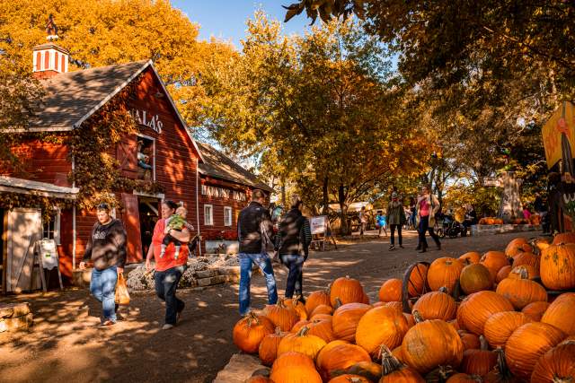 pumpkins at Vala's Pumpkin Patch