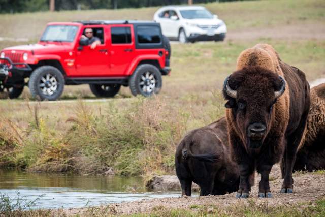 Person Watching Bison at Wildlife Safari Park in Omaha