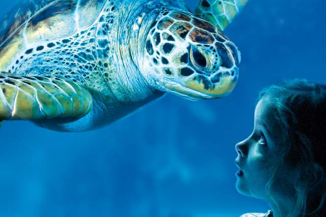 A little girl look at a sea turtle at SEALIFE Orlando Aquarium