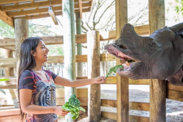 ZooTampa woman feeding rhino