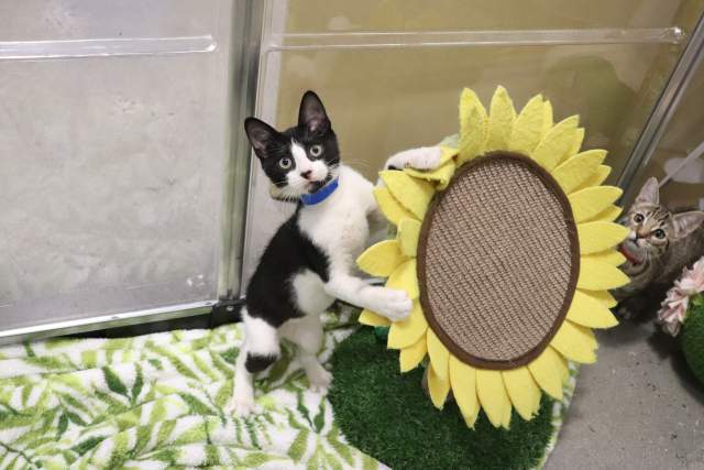 Cat with sunflower at Orlando Cat Cafe.
