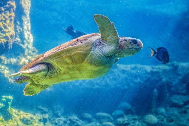 Close up of a turtle at Turtle Trek in SeaWorld® Orlando