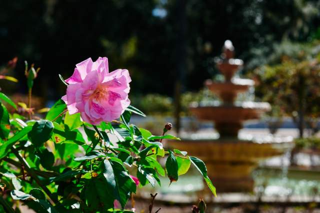 Flower at Harry P. Leu Gardens