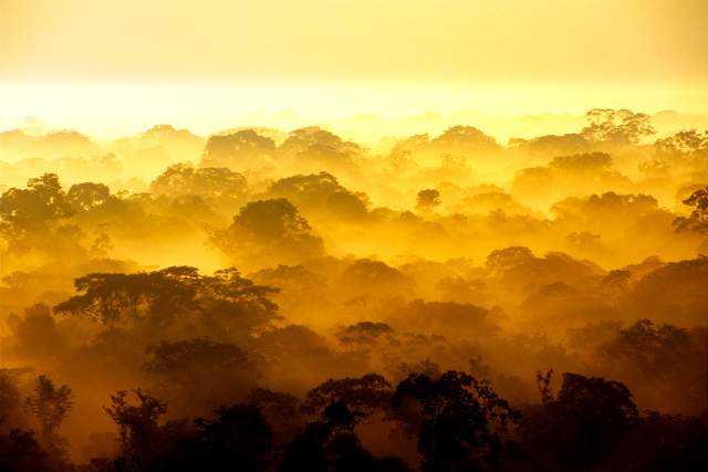 Top of the trees with dense haze, at dusk.
