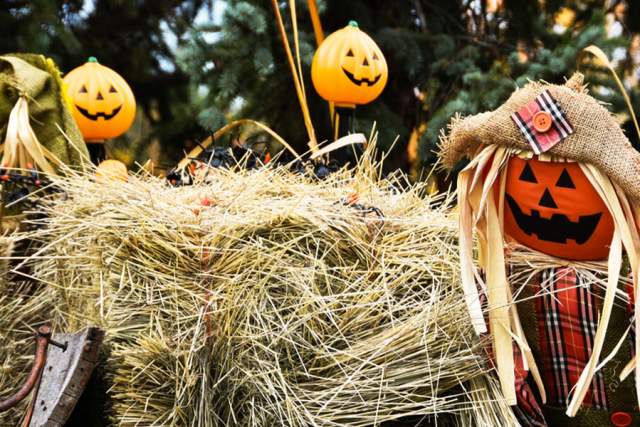 Pumpkin scarecrows standing on haybales