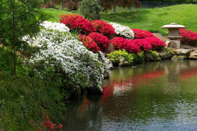 Red and white bushes of flowers next to a pond