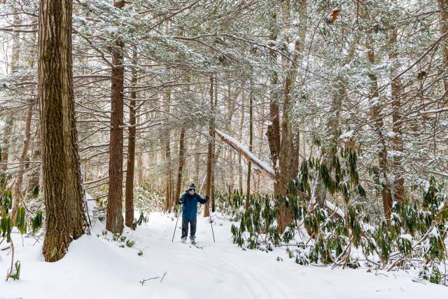 Man in winter snow suit with two poles trekking through snow in a wooded forest