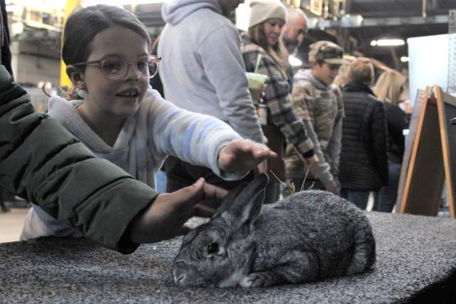 Little girl with glasses reaching out to pet a gray bunny that sits on a table