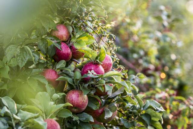 An apple tree