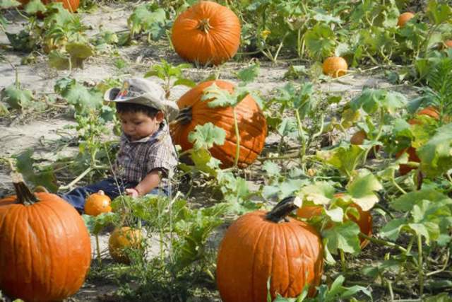 Small childe with a cowboy hat sitting in a pumpkin field