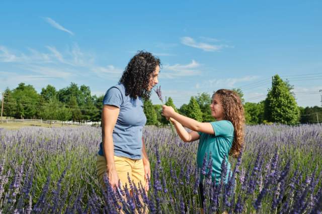 A young girl holding up a flower for her mother to smell in a lavender field