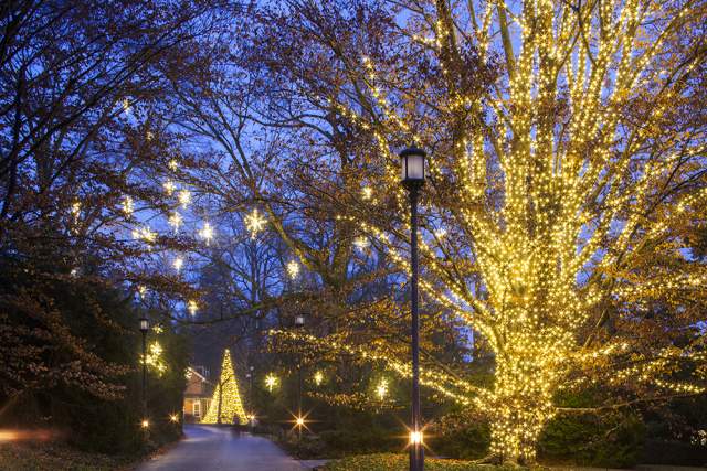 Trees with holiday lights lit up at night at Longwood Gardens in Kennett Square