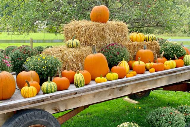 Pumpkins, hay, and potted flowers arranged on a large wheelbarrow