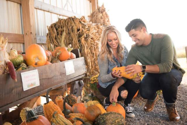 A man and woman crouching down to pick up a pumpkin from a pile of pumpkins on a farm
