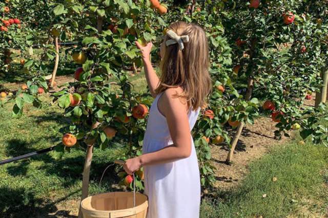 Young girl with a bow in her hair picking apples at an orchard