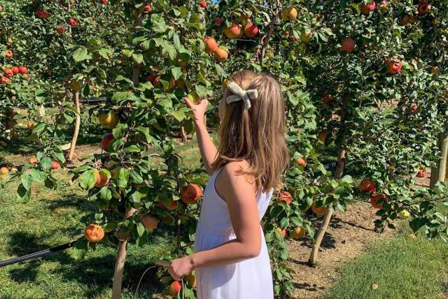 Young girl with a bow in her hair picking apples at an orchard