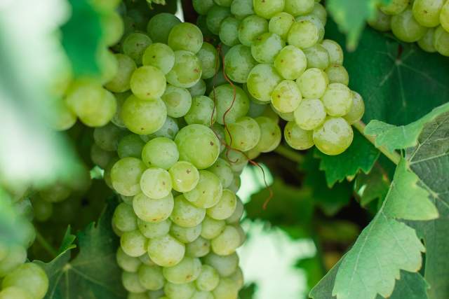 A bunch of grapes on a vine