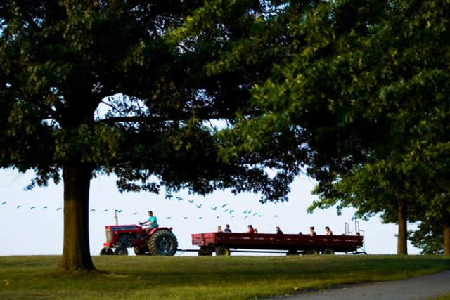 A tractor pulling a hayride full of kids in it. A flock of geese fly overhead