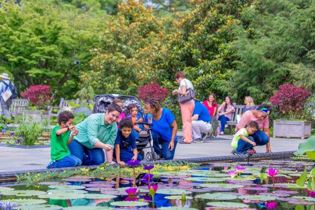 Two women and four small kids kneeling down at a pond looking at large lily pads and fish. More adults and kids are in the background