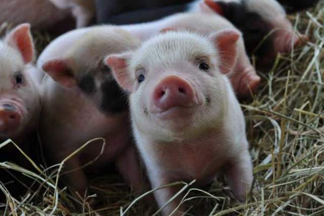 Piglets in hay