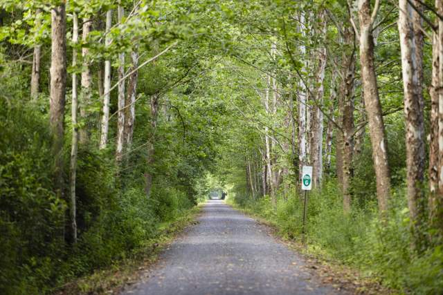 A paved path in the woods