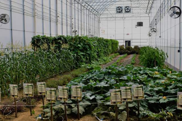 Plants inside green house