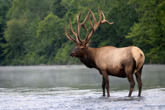 A large elk standing in a shallow river
