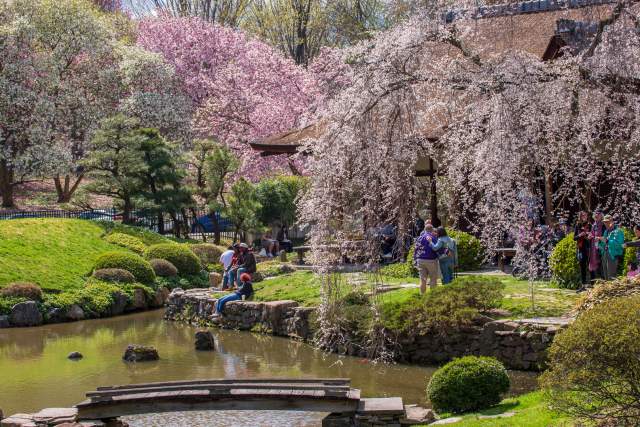 Exterior of a Japanese-style house with vibrant cherry blossom-filled trees