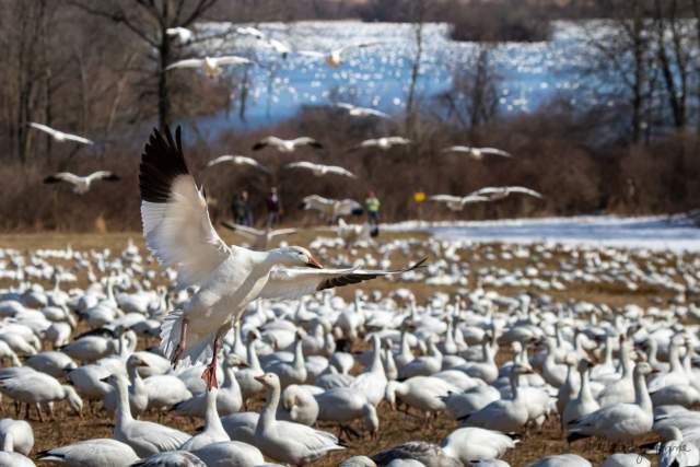 Hundreds of snow geese on the edge of a frozen pond. Some are flying while some are still on the ground