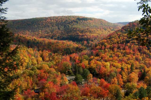 Bright fall foliage across a mountain view.