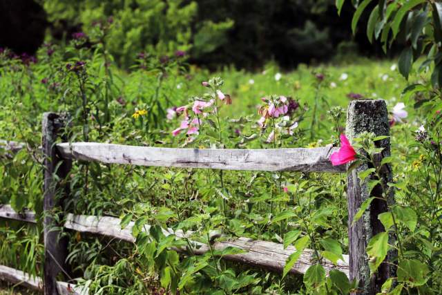 An old, wooden fence in a field of tall grass with wildflowers