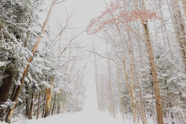 Trail path in the woods covered with snow