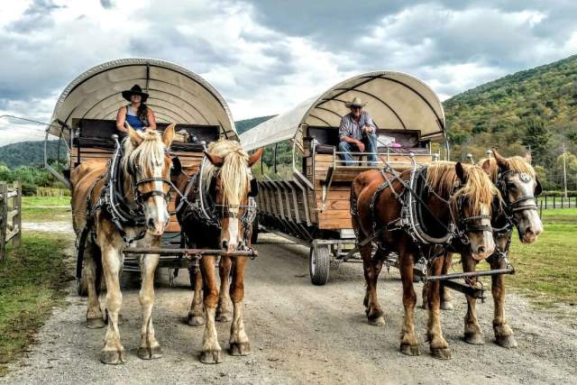 Two people with cowboy hats each riding covered wagons with two horses pulling each