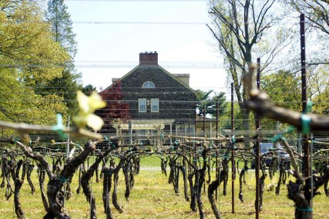 Rows of vineyard trees at Grace Winery in Glen Mills in front of a stone mansion